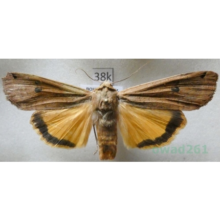 Noctua pronuba (Linnaeus, 1758) Rolnica tasiemka Czech38k